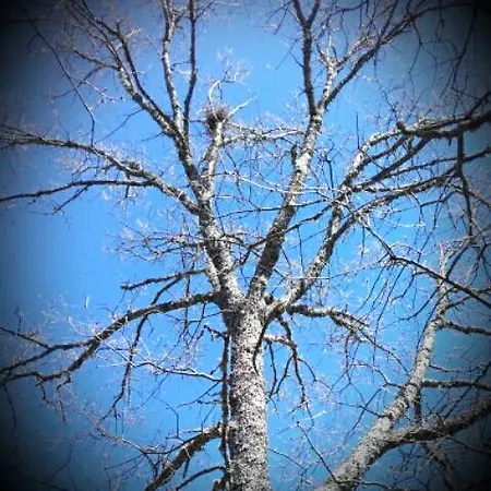 Quinta Colmeias Lancao