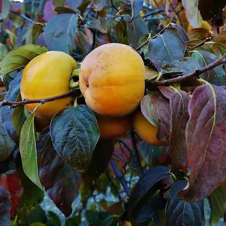 Quinta Colmeias Lancao