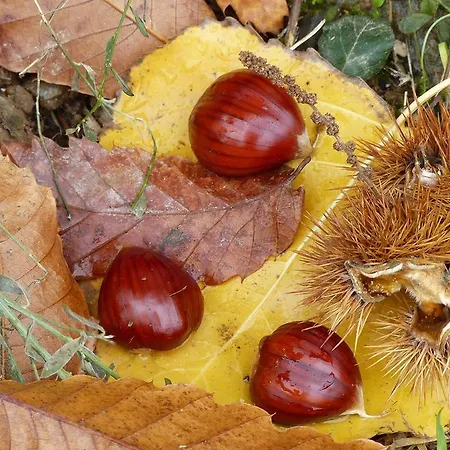 Quinta Colmeias Landhuis