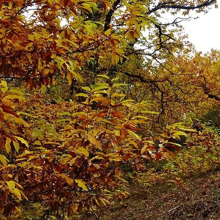 Séjour à la campagne Quinta Colmeias Lancao