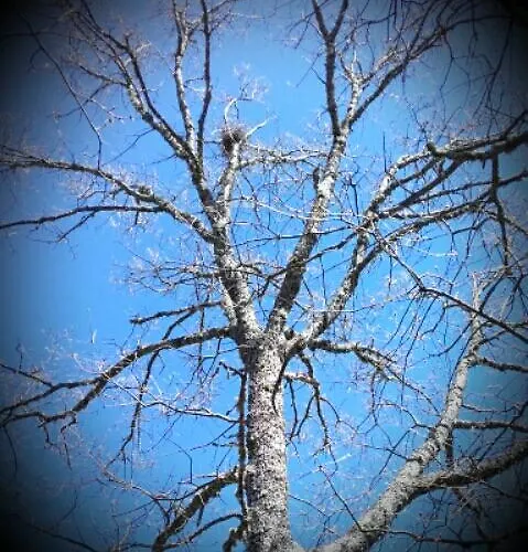 Quinta Colmeias Lancao