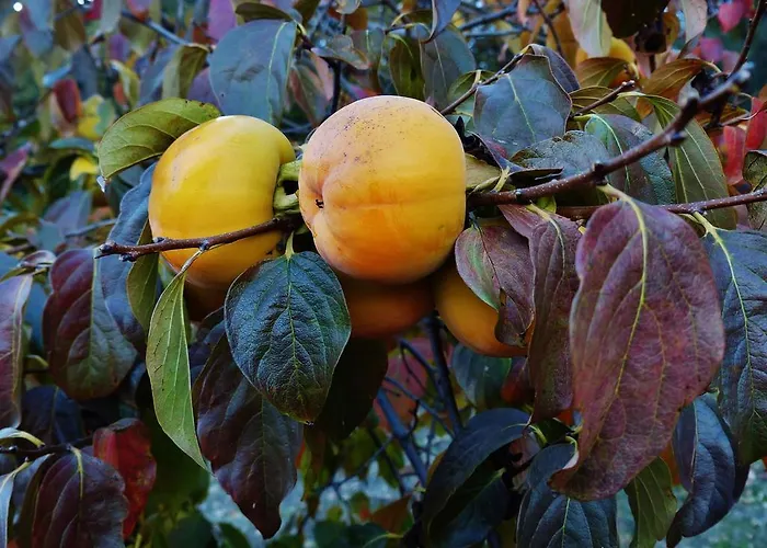 Quinta Colmeias Lancao