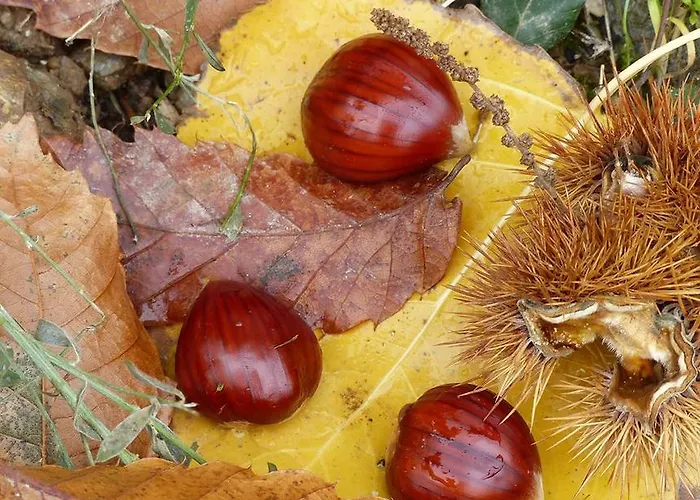 Quinta Colmeias Landhuis