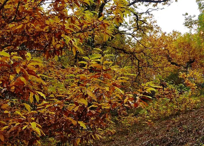 Landhuis Quinta Colmeias Lancao