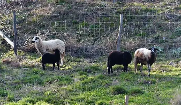 Landhuis Quinta Colmeias *